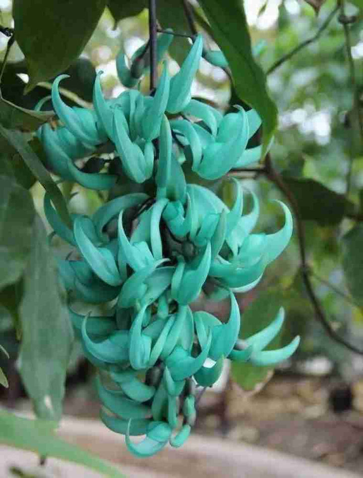 Organic Jade Green Flower Seeds for Planting ƒ?? Heirloom, Non-GMO