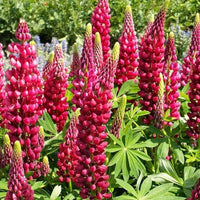 Maroon Lupine Flower Seeds for Planting NON GMO Seeds