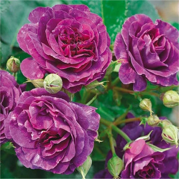 Biosnyg Purple Rose Rosa Rugosa Thunb Heirloom Non-GMO Plant Seeds for Garden and Planting for planting in home garden