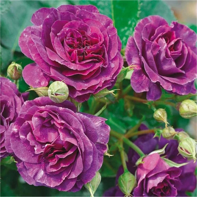Biosnyg Purple Rose Rosa Rugosa Thunb Heirloom Non-GMO Plant Seeds for Garden and Planting for planting in home garden