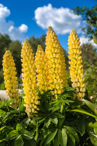 Heirloom Non-GMO Yellow Bonnets Flower Seeds for Planting – Bright Wildflower Blooms for Cottage Gardens