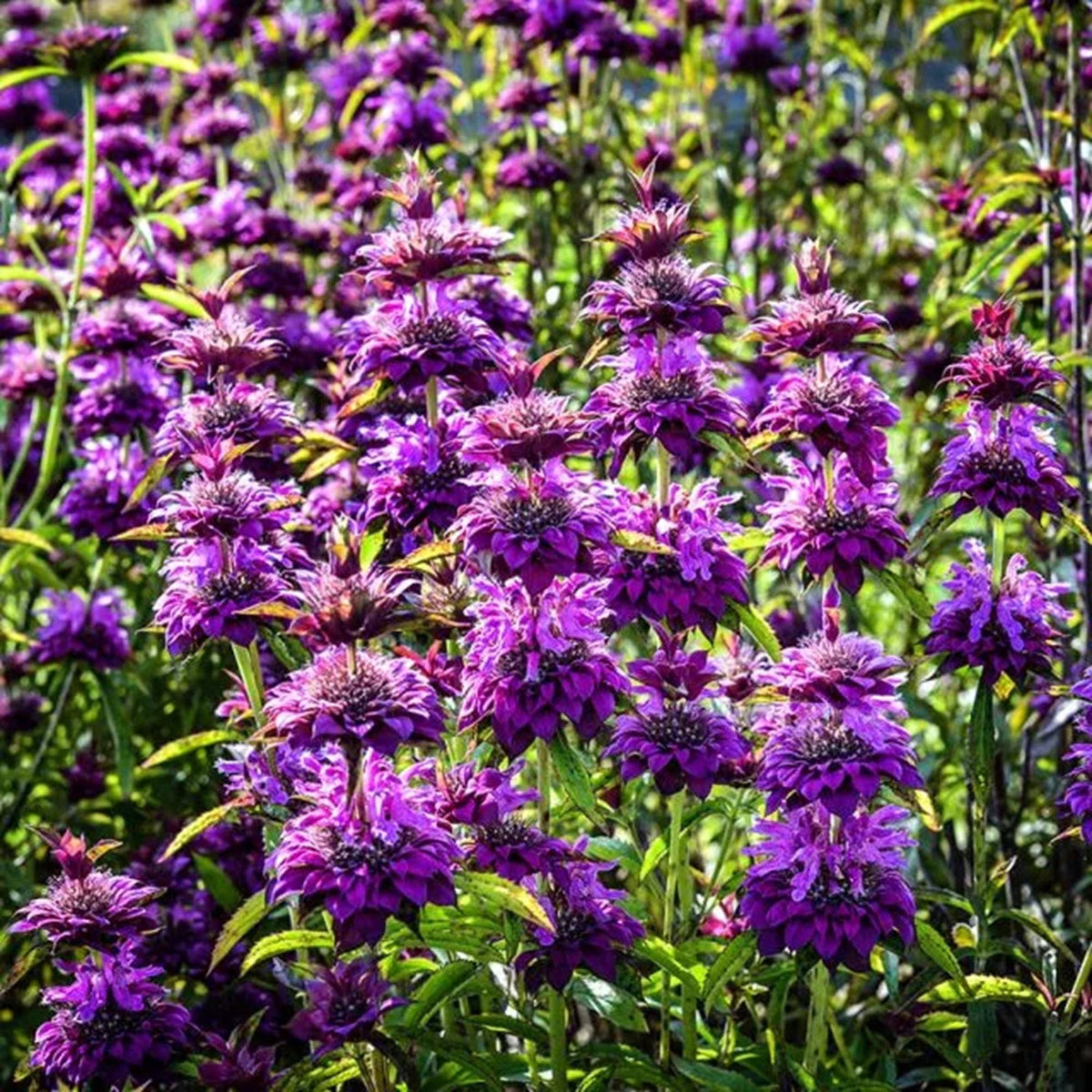 Beebalm Flower Seeds Heirloom Non GMO Planting - 100 pcs