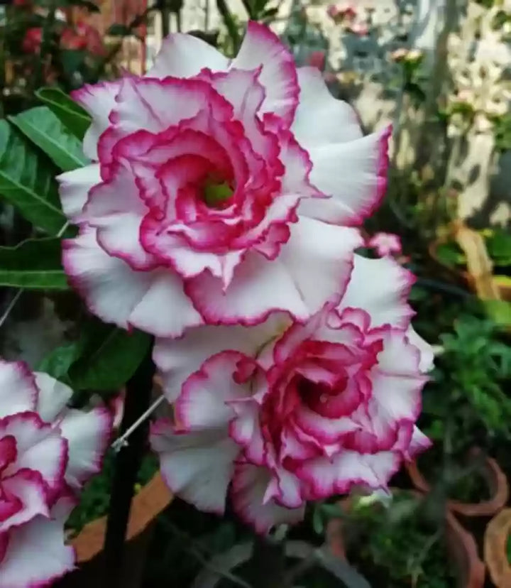 Organic Heirloom White Purple Adenium Flower Seeds – Non-GMO Stunning Desert Rose for Planting