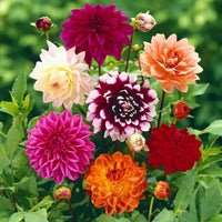 Giant Flower Seeds â€“ Heirloom, Non-GMO Seeds for Planting Bold and Colorful Garden Blooms