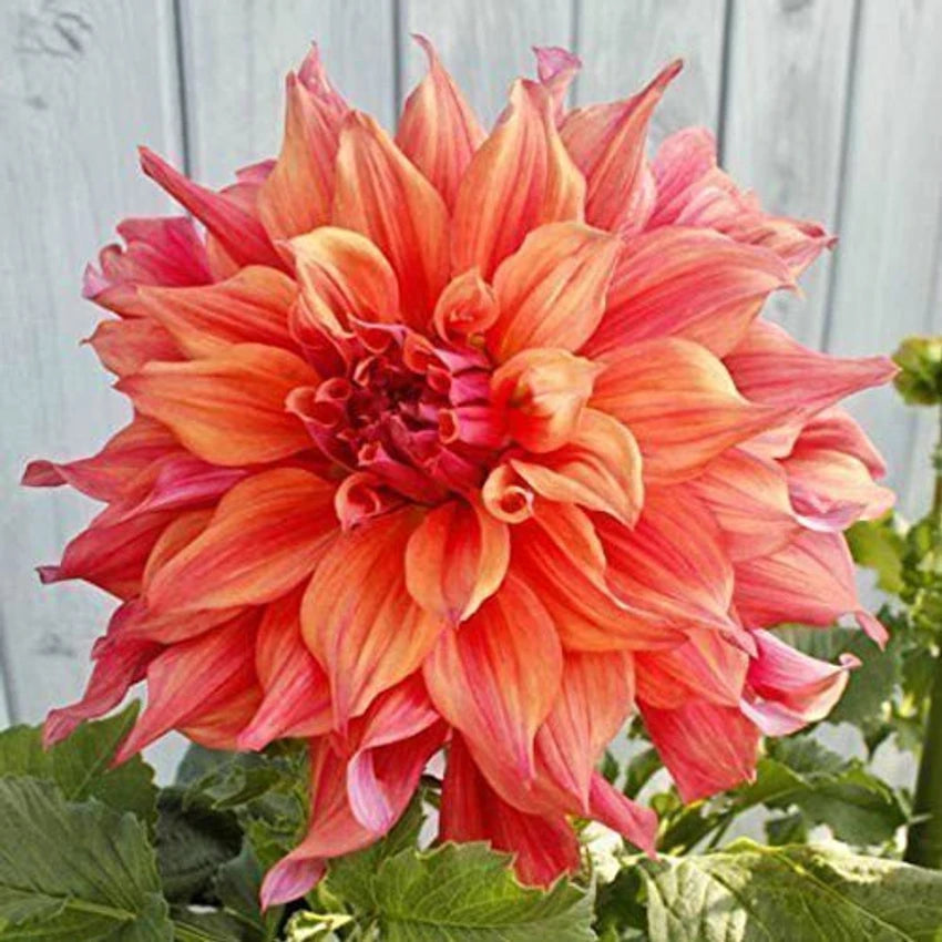 of (of scientific name) for planting in garden