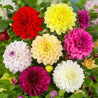 Mixed Dinnerplate Dahlia Tubers for Garden Beds, Borders, Containers & Outdoor Landscapes