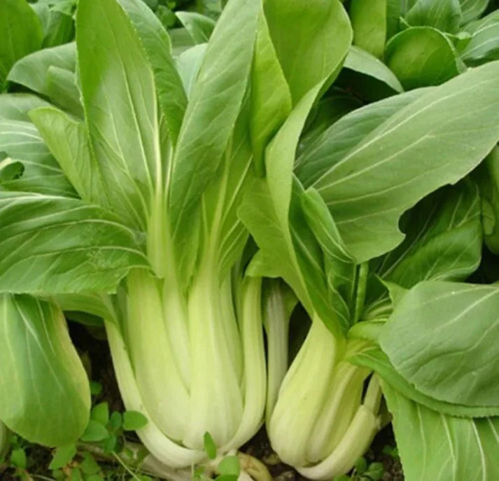 Bok Choy Pak Choi Vegetable Seeds