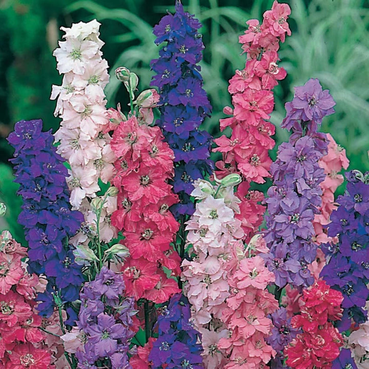 Larkspur Flower Seeds for Planting, NON GMO Seeds