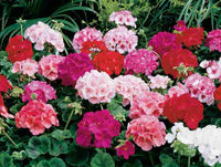 Pink Bloom Geranium Heirloom Non-GMO Seeds for Planting