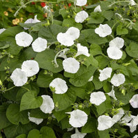 Moon Flower Seeds for Planting â€“ NON GMO Seeds