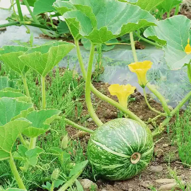Japanese Green Pumpkin Fruit Seeds