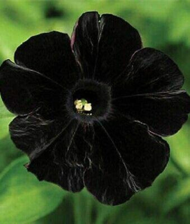 Black Cat Petunia Seeds for Planting - Heirloom, NON-GMO Flower Seeds - Perfect for Garden Blooms