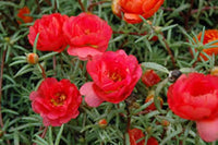 Red Portulaca Flower Seeds for Planting - NON GMO Seeds