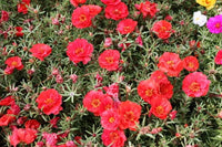 Red Portulaca Flower Seeds for Planting - NON GMO Seeds