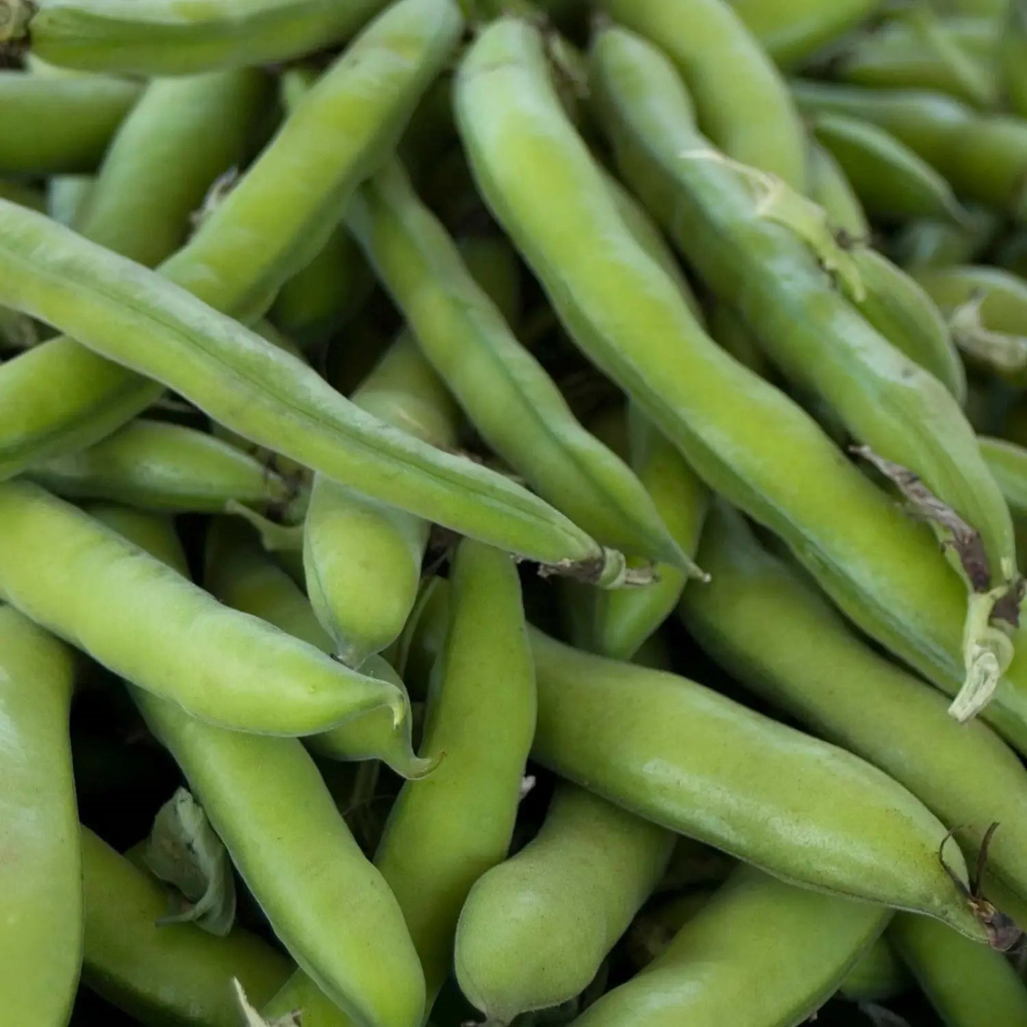 Roma II bush bean seeds for home vegetable gardening