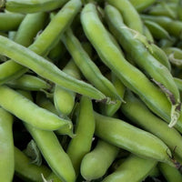 Roma II bush bean seeds for home vegetable gardening