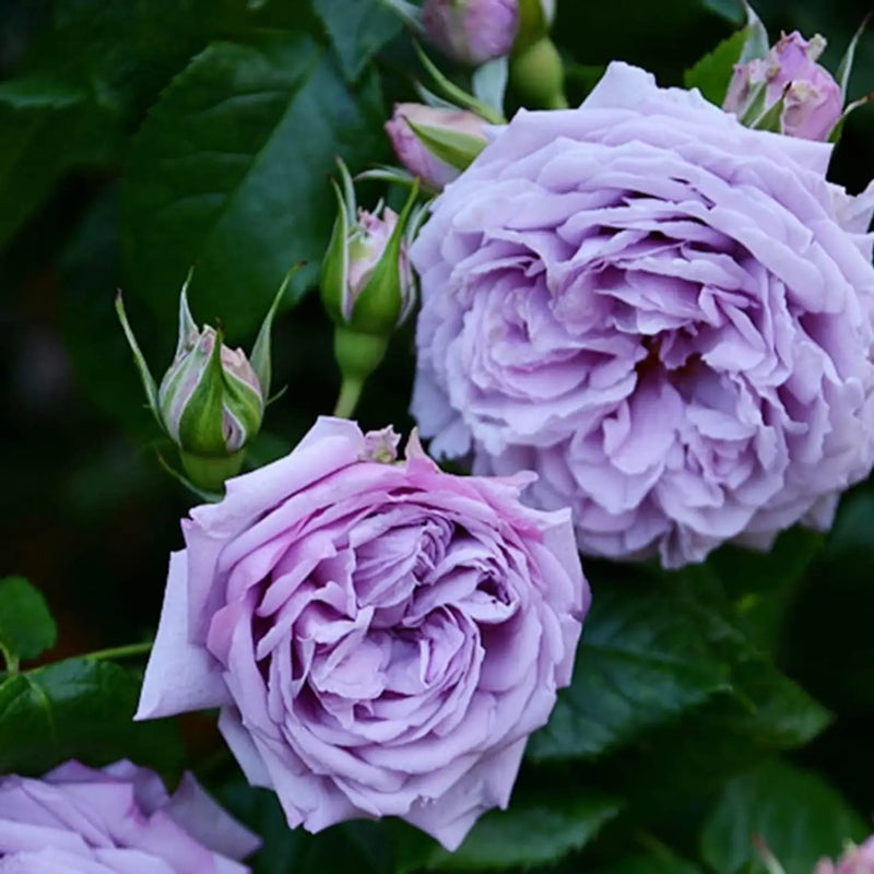 Heirloom Non-GMO Lavender Rose Flower Seeds for Planting – Fragrant Romantic Garden Blooms