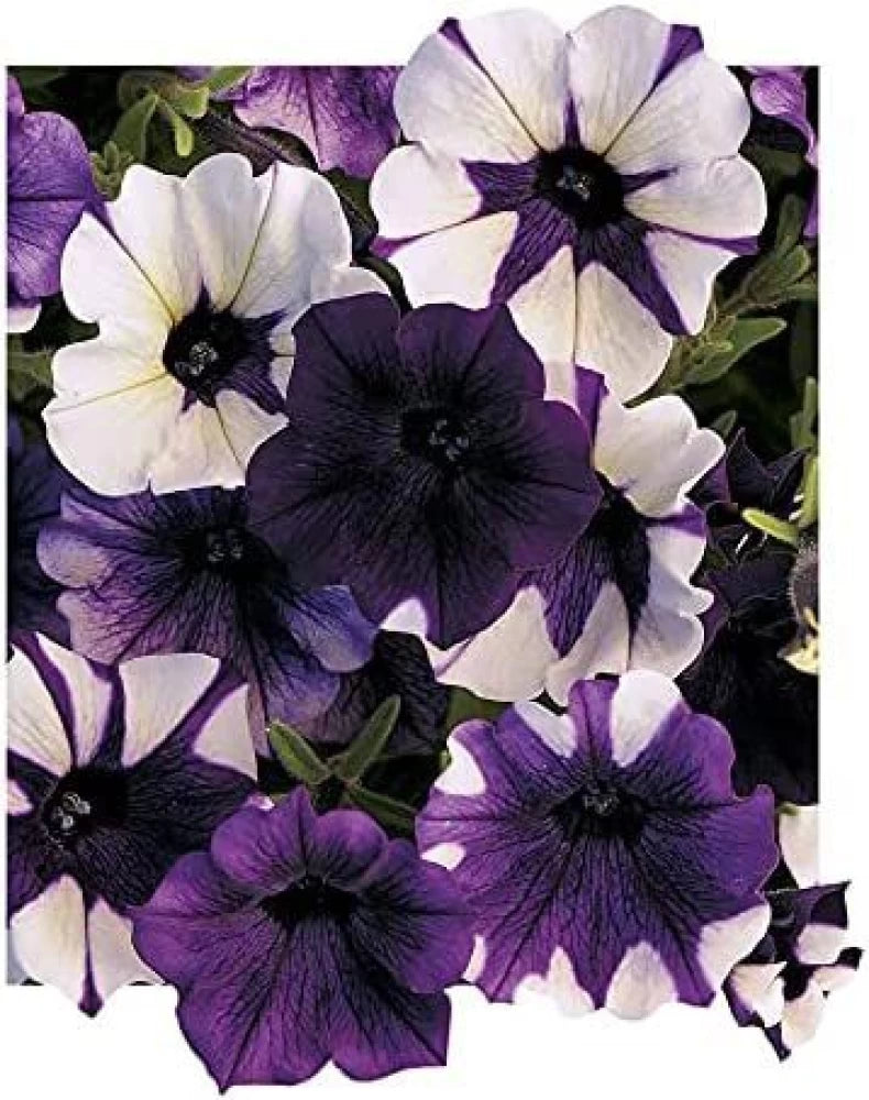 Shock Wave Tie Dye Purple Petunia Flower Seeds for Planting - Heirloom, NON-GMO, Easy to Grow
