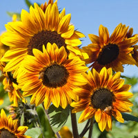 Sunflower Plant Seeds Heirloom Non GMO Planting - 100 pcs