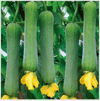 Luffa Flower Seeds for Planting - 100 pcsHeirloom Non-GMO Luffa Flower Seeds for Planting – Versatile Garden Blooms & Sponges