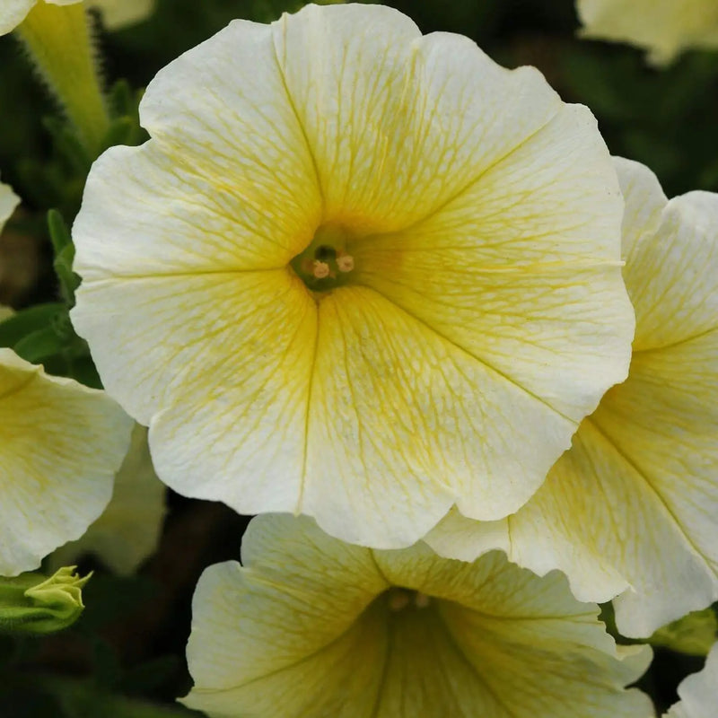 Sunrise Cascading Petunia Seeds for Planting - Heirloom, NON-GMO Seeds for Beautiful Garden Blooms