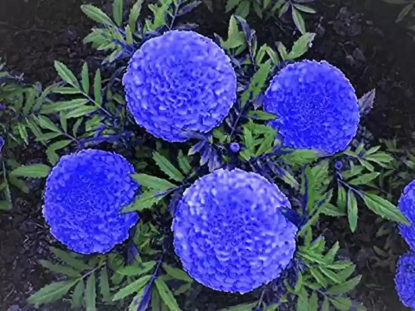 Marigold Flower Seeds 100 pc for Planting 100 pcs - Flower for planting in home garden