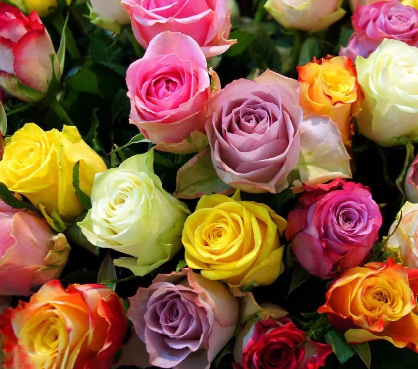 Rose Tree Flower Seeds for Planting – Non-GMO, Heirloom Garden Seeds for Vibrant Growth