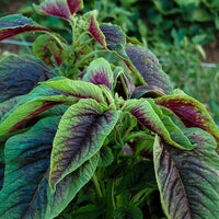 Chinese Spinach Red Calaloo plants with vibrant red and green leafy foliage.
