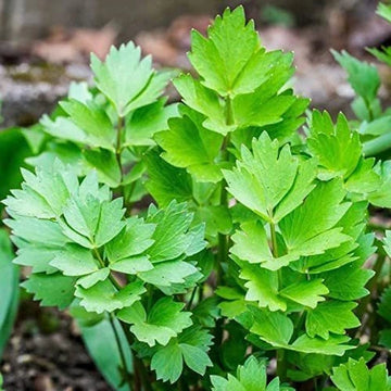 Healthy lovage plants growing in a sunny herb garden.
