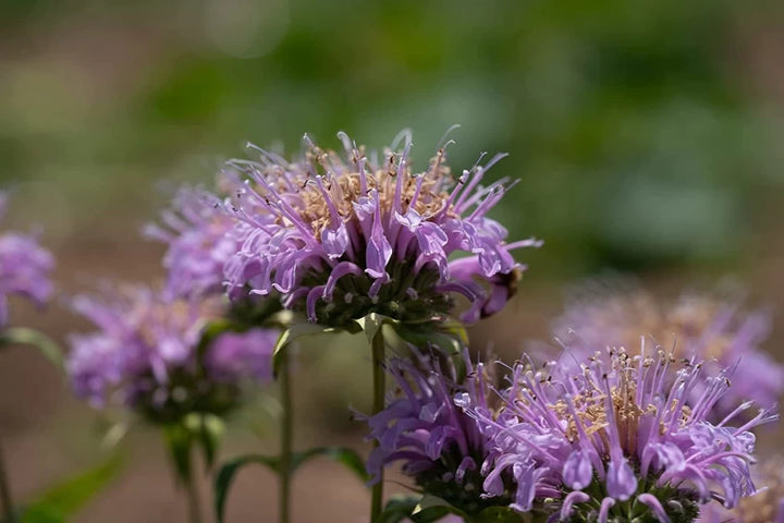 Lavender Beebalm Flower Seeds – Heirloom, Non-GMO Seeds for Planting Pollinator-Friendly Blooms