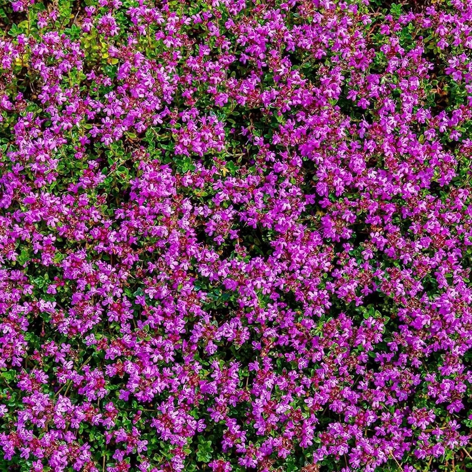 Low-growing Mixed Creeping Thyme creating a colorful garden border and pathway display.