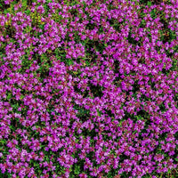 Low-growing Mixed Creeping Thyme creating a colorful garden border and pathway display.