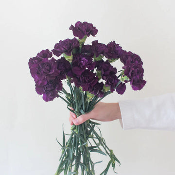 Deep Purple Carnation Seeds for Planting – Organic, Heirloom, Non-GMO Flower Seeds