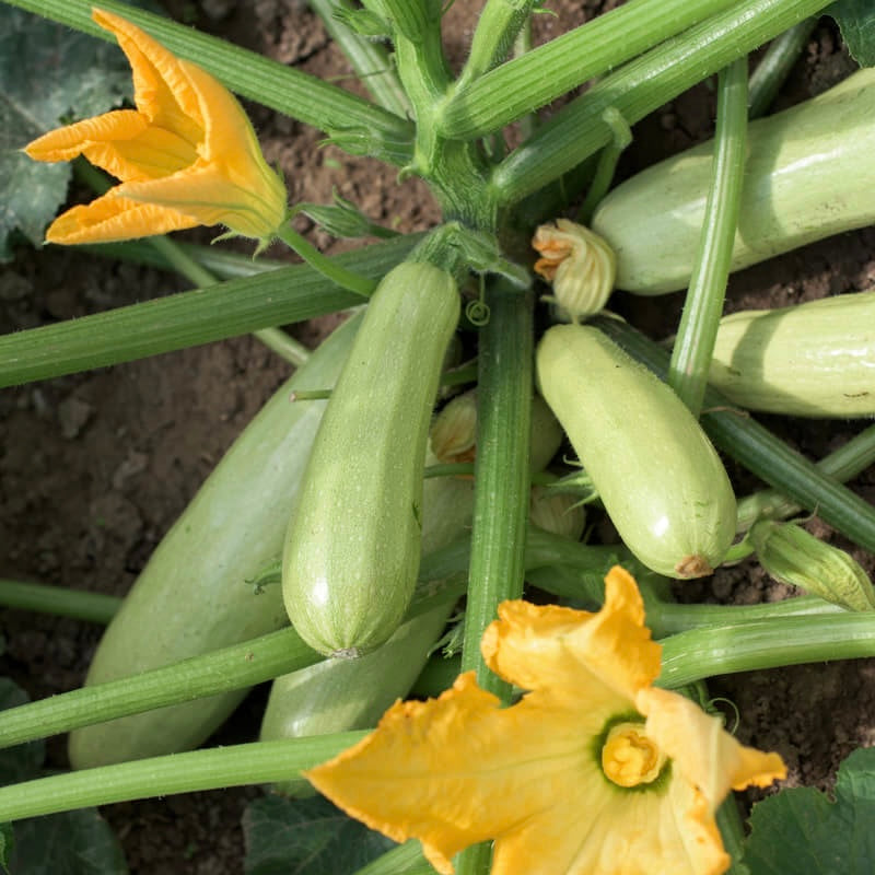 Bianco Di Trieste Zucchini Seeds for Planting - 100 Pcs pcs
