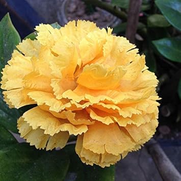 Yellow Dianthus Flower Seeds for Planting, 100 pcs seeds for planting in home garden