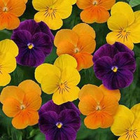 Heirloom Non-GMO Mixed Viola Sorbet Flower Seeds for Planting – Colorful Blooming Flower Seeds