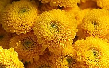 Heirloom Non-GMO Yellow Button Flower Seeds for Garden Planting – Bright Compact Blooms Variety