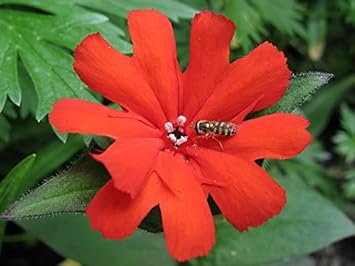Red Orange Lychnis Arkwrightii Flower Seeds - 100 pcs