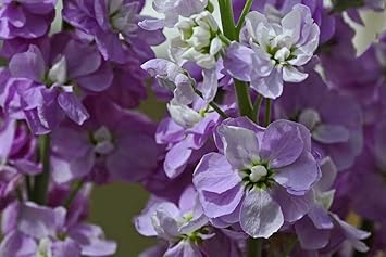 Purple & White Matthiola Incana Seeds ƒ?? Elegant Flower Seeds for Planting