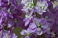 Purple & White Matthiola Incana Seeds ƒ?? Elegant Flower Seeds for Planting