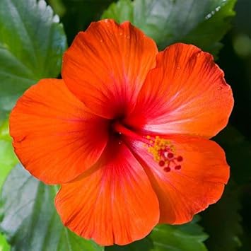 Heirloom Orange Hibiscus Flower Seeds ƒ?? Non-GMO Tropical Garden Blooms for Planting for planting in your garden.