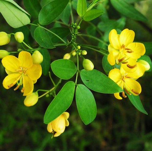 Semen Cassiae Flower Seeds for Planting Herbal Blooming Seeds, Medicinal Ornamental Plant