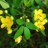 Semen Cassiae Flower Seeds for Planting Herbal Blooming Seeds, Medicinal Ornamental Plant