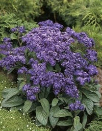 Purple Heliotrope Flower Seeds for Planting, 100 pcs