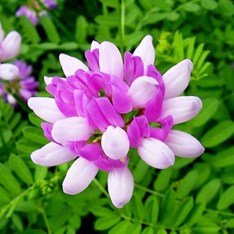 Astragalus Sinicus Flower Seeds – Heirloom Non-GMO Seeds for Nitrogen-Fixing and Garden Planting