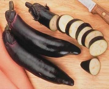 Black Eggplant Solanum melongena seeds for garden planting