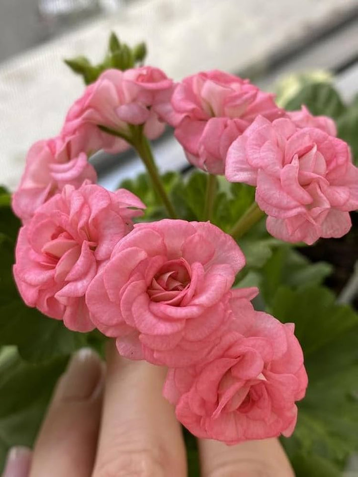 Peach Geranium Pelargonium Heirloom Non-GMO Seeds for Planting