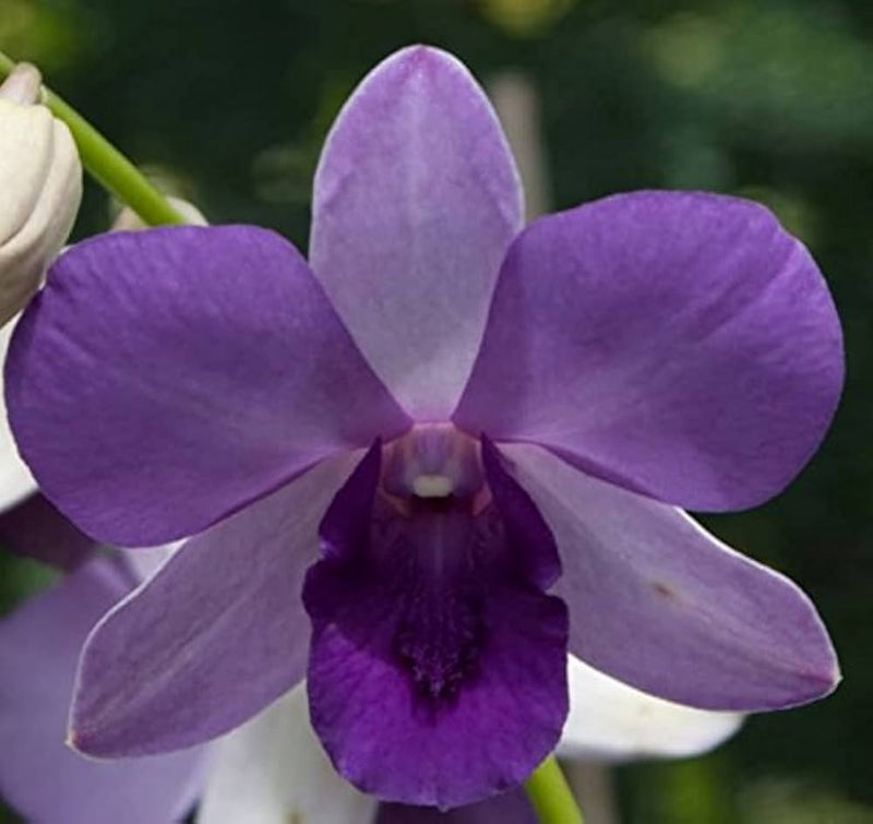 Heirloom Non-GMO Sky Blue Dendrobium Flower Seeds for Elegant Garden Displays and Indoor Planting