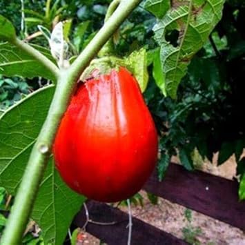 Eggplant Seeds for Planting Red - 100 Pcs pcs