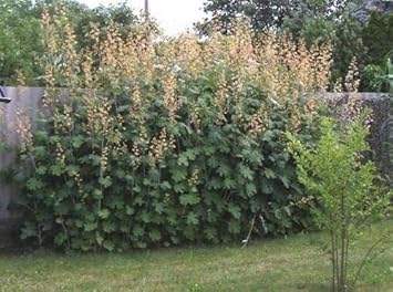 Macleaya cordata seeds for landscape planting